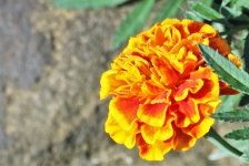 Orange Marigold And Dew Border
