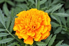 Orange Marigold Close-up