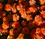 Orange Mum Flower Background