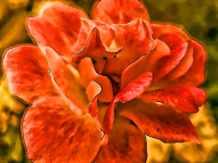 Orange Rose Painted Style