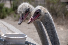 Ostriches Eating