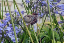 Pair Of Sparrows