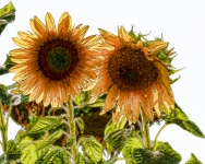 Pair Of Sunflowers