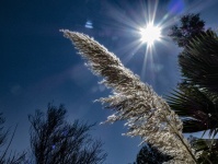 Pampas Grass In The Sun