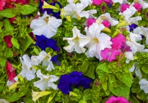 Pansy Flower Background