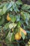 Pears Growing On Tree