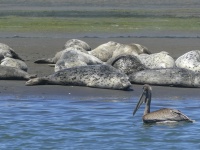 Pelican And Seals