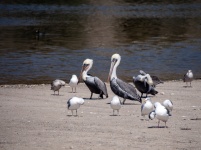 Pelicans And Gulls