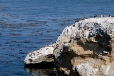 Pelicans On Rocks