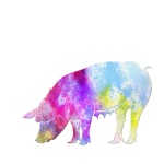 Pig Watercolor Painting Clipart