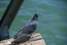 Pigeon On Pier Post