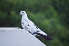 Pigeon Profile 2