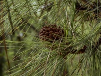 Pine Cone In Pine Tree