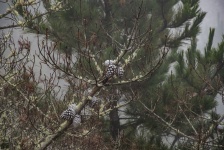 Pine Cones On Branches