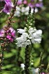 Pink And White Salvia Flowers