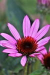 Pink Coneflower Close-up 2
