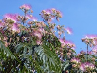 Pink Flowers Blue Sky