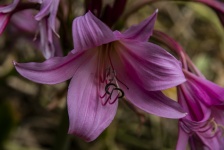 Pink Lily Flower Closeup
