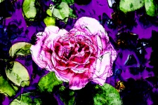 Pink Purple Sketched Rose