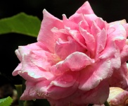 Pink Rose And Rain Drops