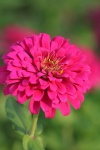 Pink Zinnia Flower Portrait