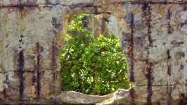 Plant And Ruins