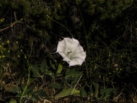 Plant With White Flower