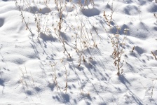 Plants In A Snow Drift