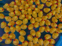 Pool Of Yellow Ducks