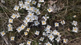 Pretty White Flowers