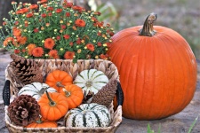 Pumpkins And Fall Flowers