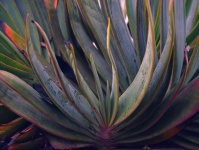 Purple And Green Curved Yucca