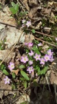 Purple Flowers In Spring