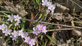 Purple Flowers Of The Forest Floor
