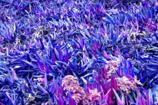 Purple Ice Plant Background