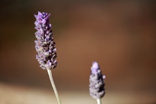 Purple Lavender Flower On A Stalk