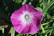 Purple Morning Glory And Dew