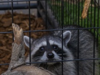 Raccoon In A Cage