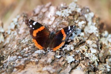 Red Admiral Butterfly Close-up