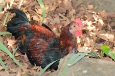 Red And Black Rooster In Leaves