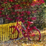 Red Bicycle In Autumn