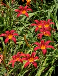 Red Day Lilies In Garden