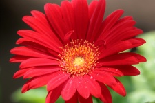 Red Gerber Daisy And Dew