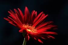 Red Gerber Daisy Isolated On Black