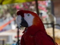 Red Parrot Portrait