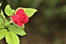 Red Rose Bud And Rain Drops Border