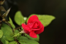 Red Rose Bud And Rain Drops