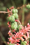 Red Yucca Seeds Pods 2