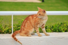Redhead Cat On The Fence,