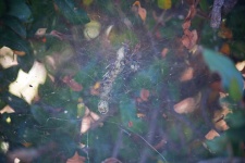 Remnant Of Spider Meal In A Web